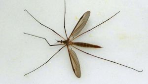 Junín invadido por nubes de Típulas, un insecto similar al mosquito